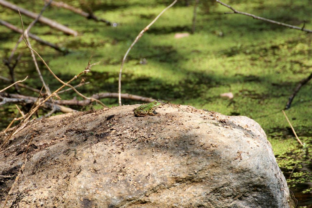 Rana....? Pelophylax sp. (TO)